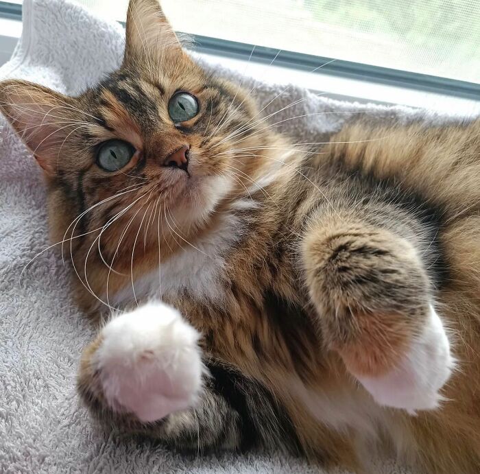 41 Cat Photos That Prove Cats Are Basically Tiny Furry Royalty