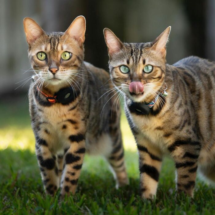 41 Cat Photos That Prove Cats Are Basically Tiny Furry Royalty