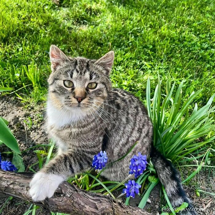 41 Cat Photos That Prove Cats Are Basically Tiny Furry Royalty