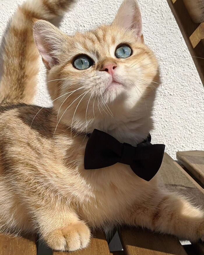41 Cat Photos That Prove Cats Are Basically Tiny Furry Royalty