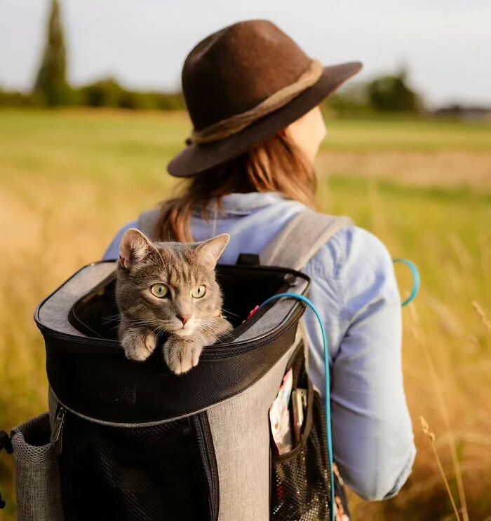 41 Cat Photos That Prove Cats Are Basically Tiny Furry Royalty