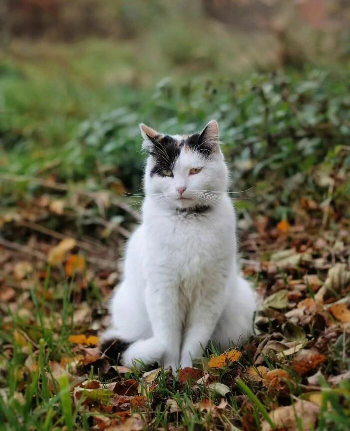 41 Cat Photos That Prove Cats Are Basically Tiny Furry Royalty