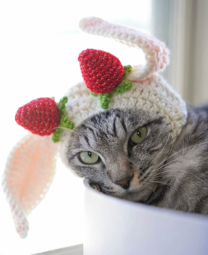 41 Cat Photos That Prove Cats Are Basically Tiny Furry Royalty