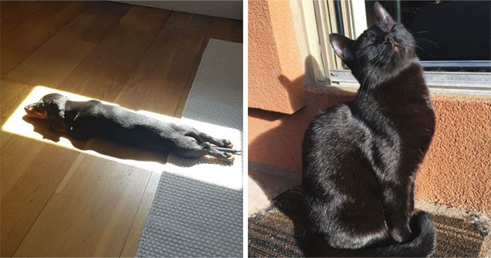 30 Sunbathing Animals That Totally Nailed The Chill Vibe