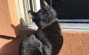30 Sunbathing Animals That Totally Nailed The Chill Vibe