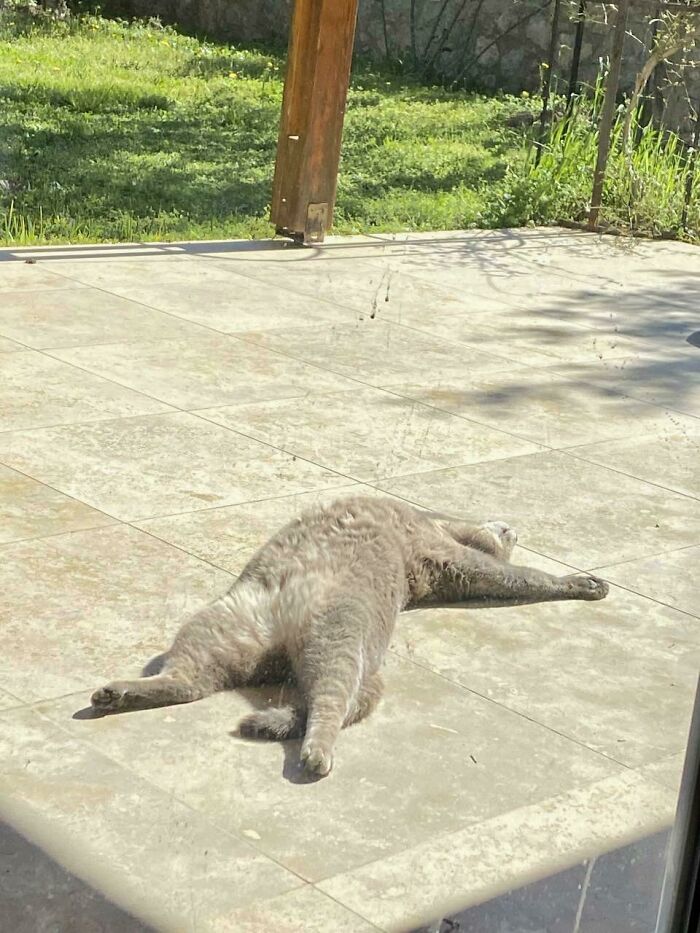 Total Sunbathing Vibes