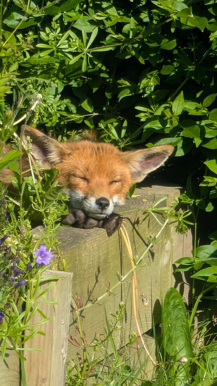 Foxy Lady Just Lounging in My Garden