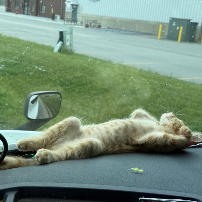 Bet You'll Love Spark's Sunbathing