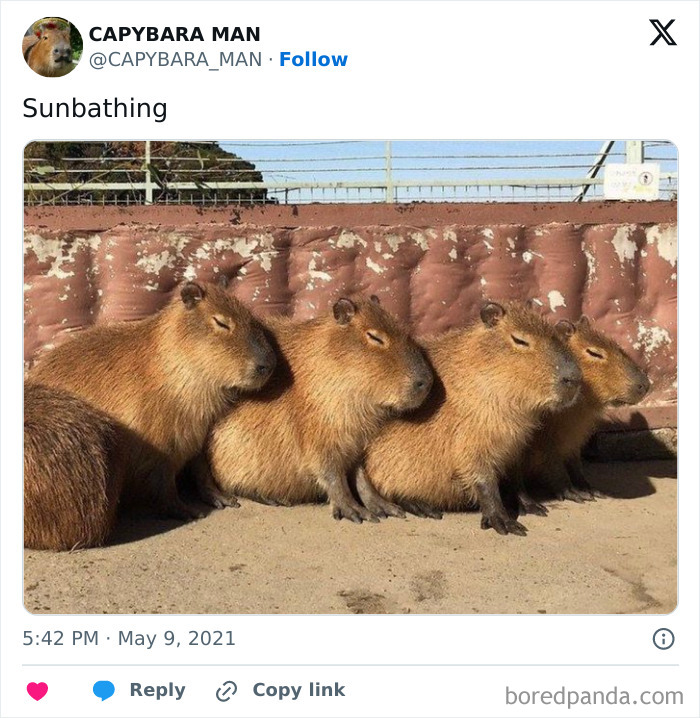 Just Another Sunny Day With Buddies