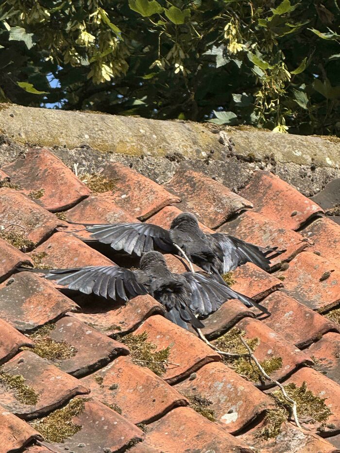 Crows Taking It Easy in the 26c Heat