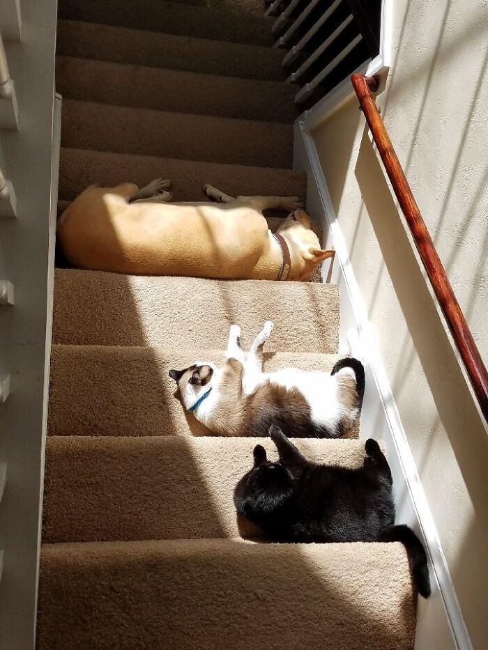 30 Sunbathing Animals That Totally Nailed The Chill Vibe