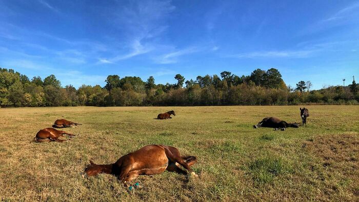 30 Sunbathing Animals That Totally Nailed The Chill Vibe