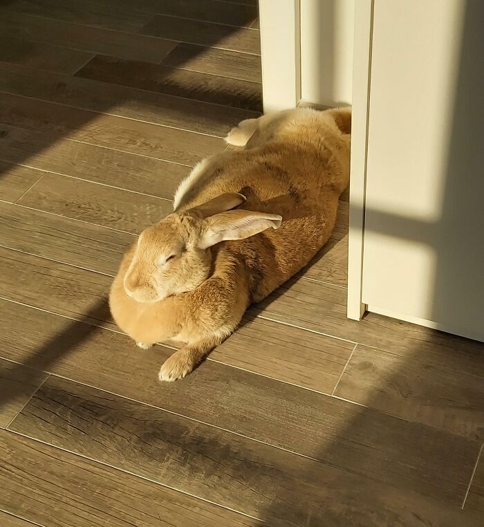 30 Sunbathing Animals That Totally Nailed The Chill Vibe