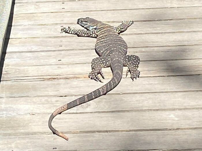 30 Sunbathing Animals That Totally Nailed The Chill Vibe