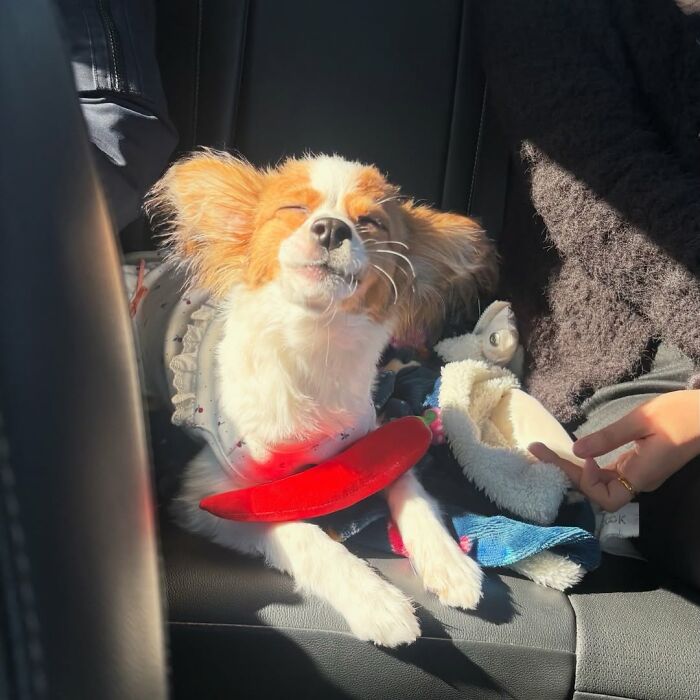 30 Sunbathing Animals That Totally Nailed The Chill Vibe