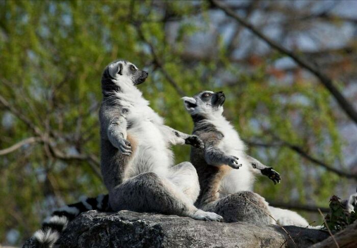 30 Sunbathing Animals That Totally Nailed The Chill Vibe