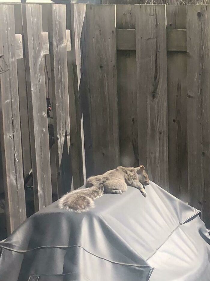 30 Sunbathing Animals That Totally Nailed The Chill Vibe