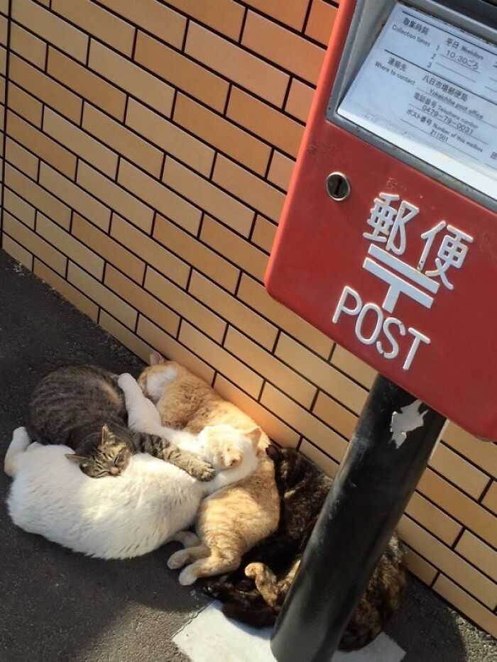 30 Sunbathing Animals That Totally Nailed The Chill Vibe