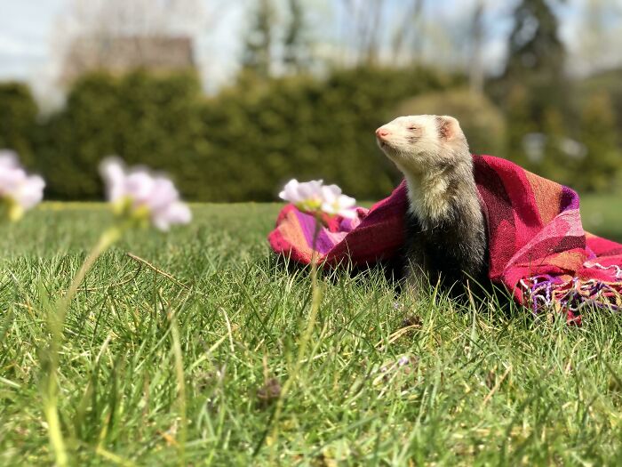 30 Sunbathing Animals That Totally Nailed The Chill Vibe
