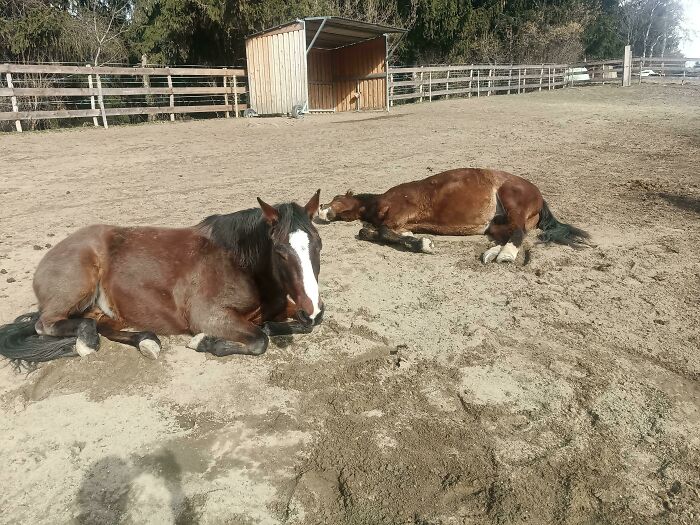 30 Sunbathing Animals That Totally Nailed The Chill Vibe
