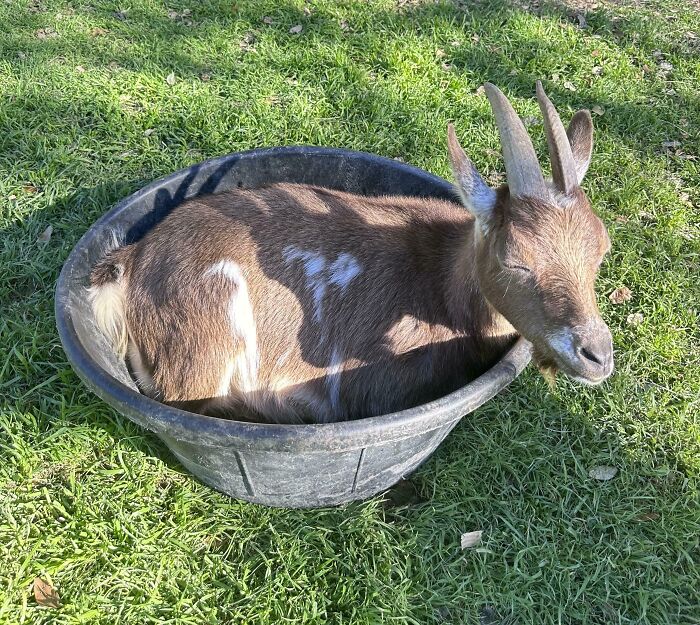 30 Sunbathing Animals That Totally Nailed The Chill Vibe