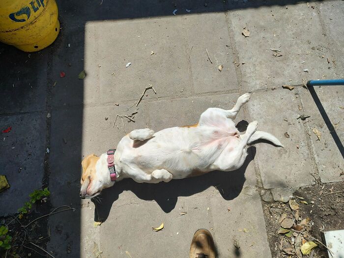 30 Sunbathing Animals That Totally Nailed The Chill Vibe