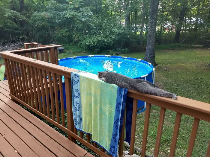 30 Sunbathing Animals That Totally Nailed The Chill Vibe