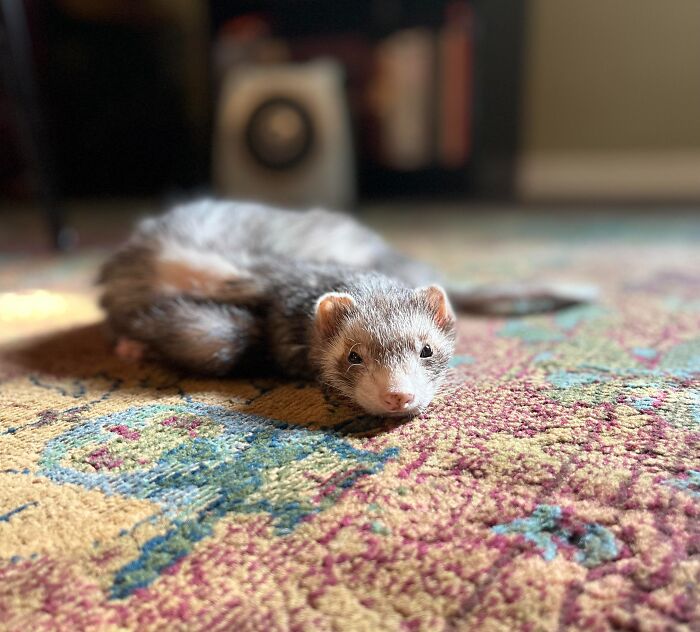 30 Sunbathing Animals That Totally Nailed The Chill Vibe