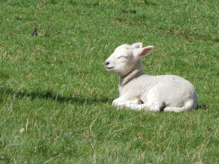 30 Sunbathing Animals That Totally Nailed The Chill Vibe