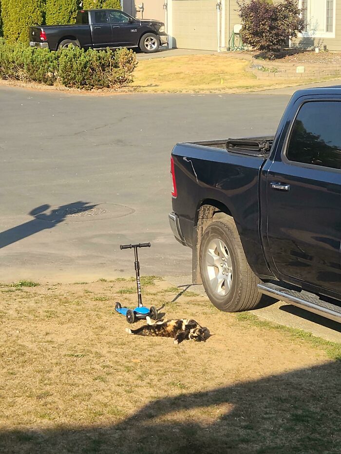 30 Sunbathing Animals That Totally Nailed The Chill Vibe