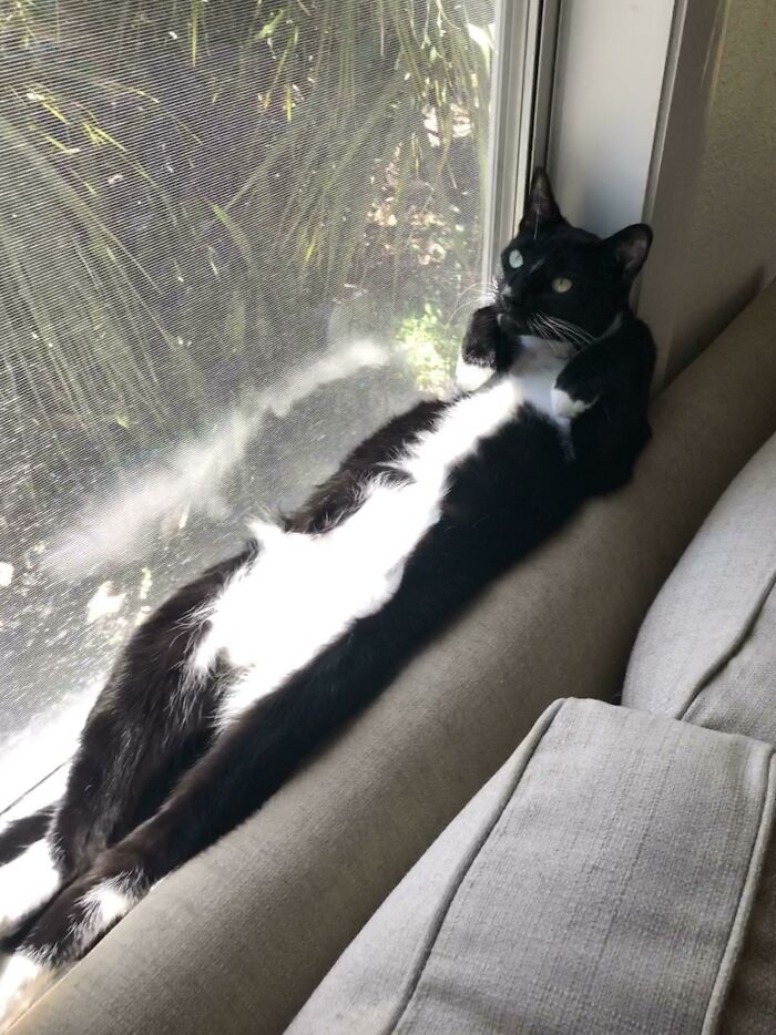 30 Sunbathing Animals That Totally Nailed The Chill Vibe