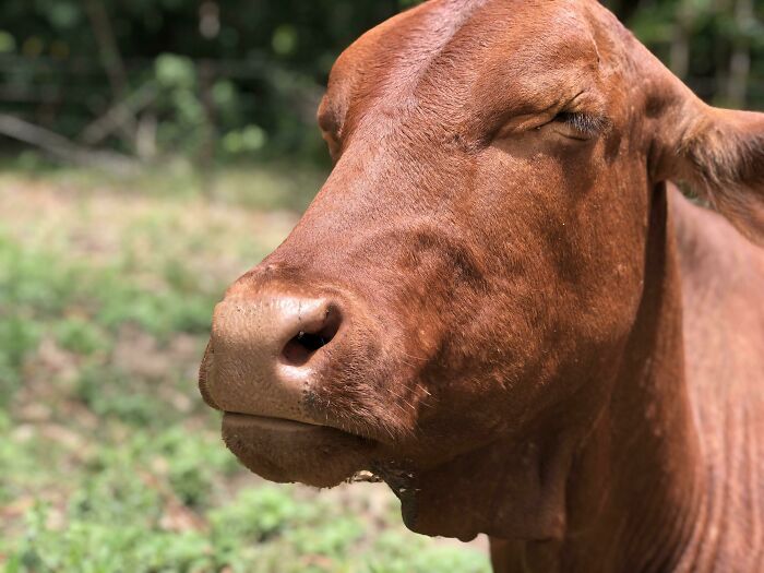 30 Sunbathing Animals That Totally Nailed The Chill Vibe