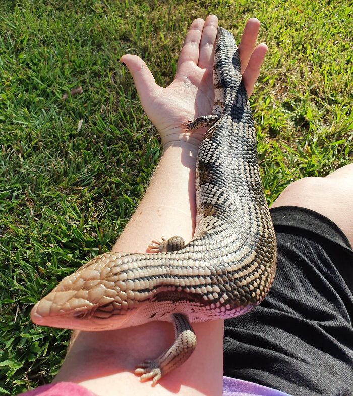 30 Sunbathing Animals That Totally Nailed The Chill Vibe