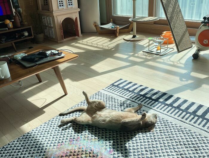 30 Sunbathing Animals That Totally Nailed The Chill Vibe