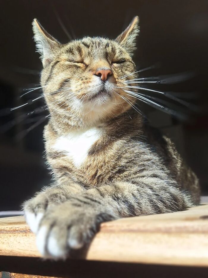 30 Sunbathing Animals That Totally Nailed The Chill Vibe