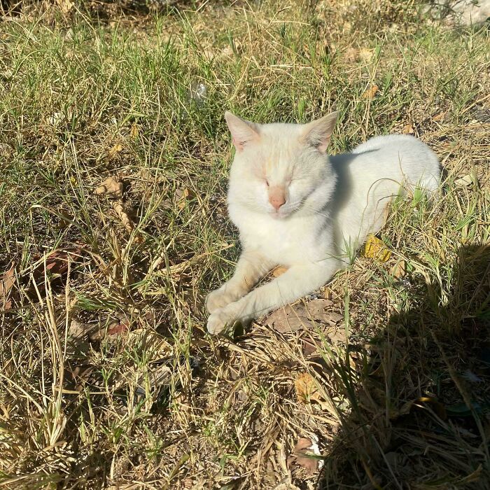 30 Sunbathing Animals That Totally Nailed The Chill Vibe