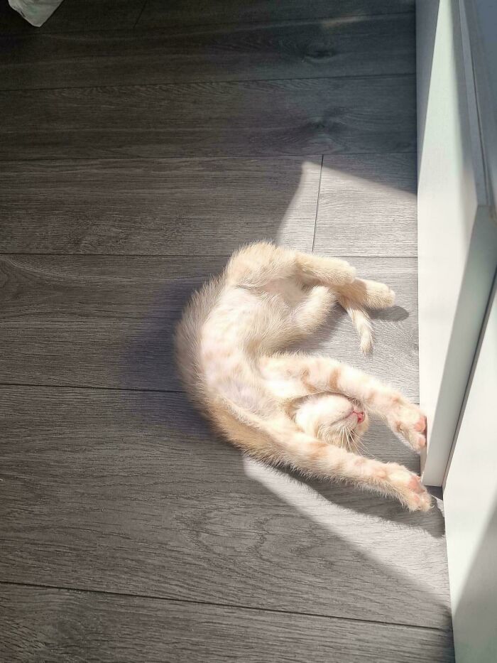 30 Sunbathing Animals That Totally Nailed The Chill Vibe