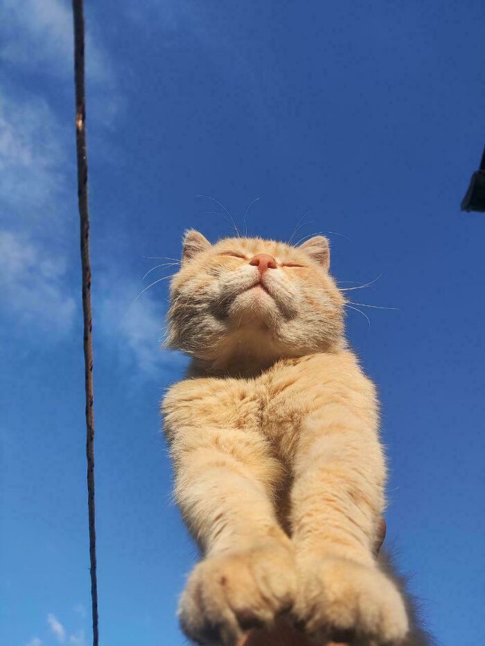 30 Sunbathing Animals That Totally Nailed The Chill Vibe
