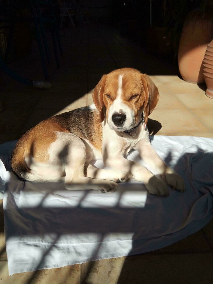 30 Sunbathing Animals That Totally Nailed The Chill Vibe
