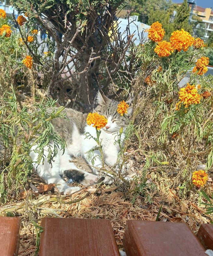 30 Sunbathing Animals That Totally Nailed The Chill Vibe
