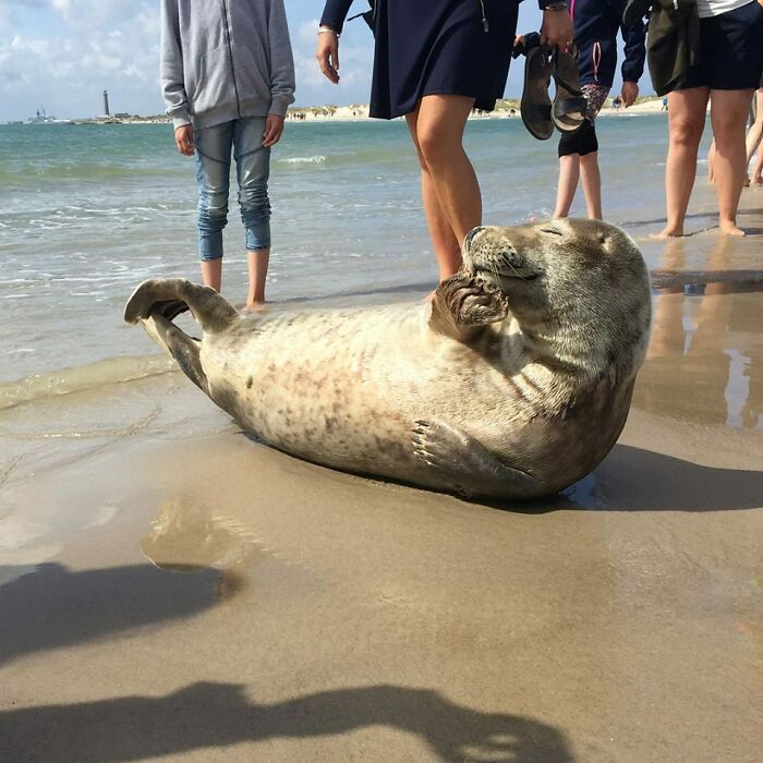30 Sunbathing Animals That Totally Nailed The Chill Vibe