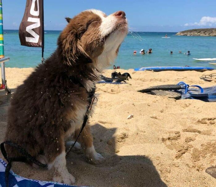 30 Sunbathing Animals That Totally Nailed The Chill Vibe