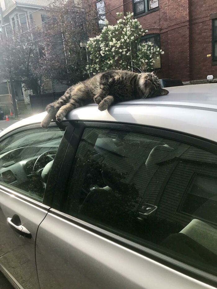 30 Sunbathing Animals That Totally Nailed The Chill Vibe