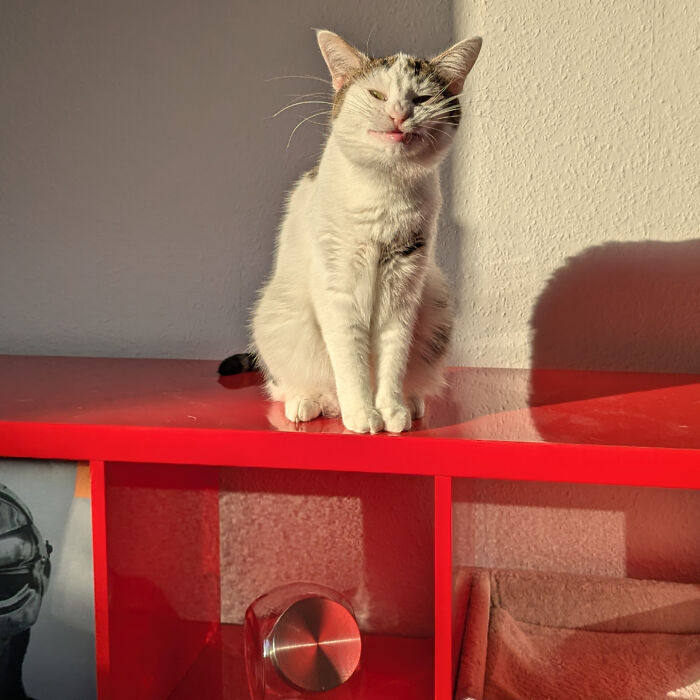 30 Sunbathing Animals That Totally Nailed The Chill Vibe