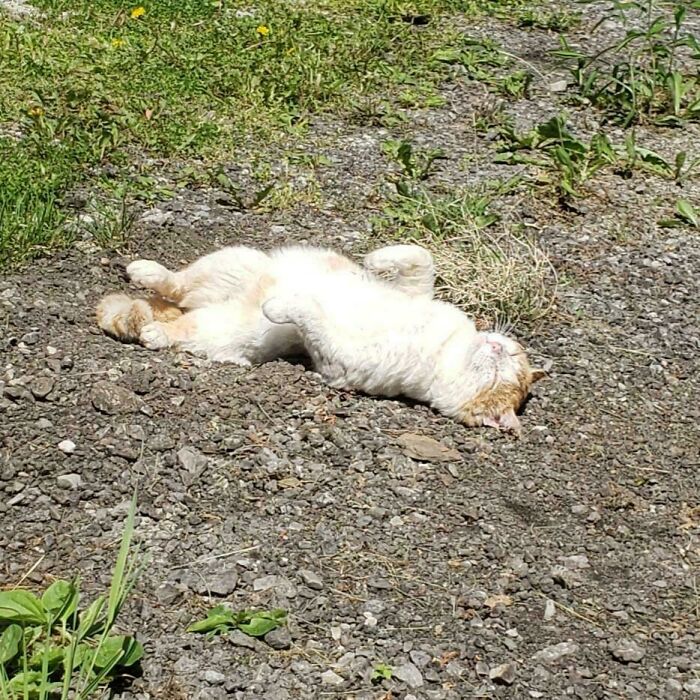 30 Sunbathing Animals That Totally Nailed The Chill Vibe
