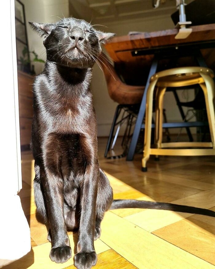 30 Sunbathing Animals That Totally Nailed The Chill Vibe