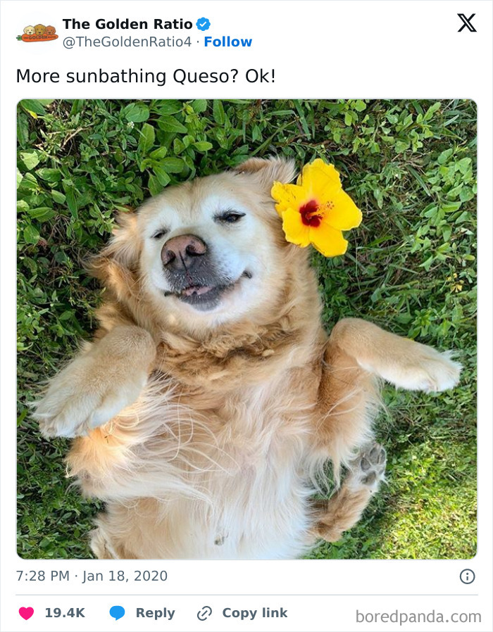 30 Sunbathing Animals That Totally Nailed The Chill Vibe