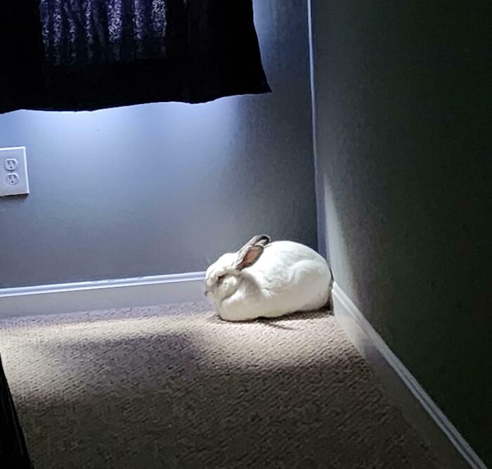 30 Sunbathing Animals That Totally Nailed The Chill Vibe