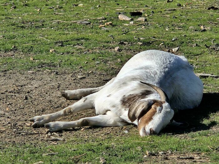 30 Sunbathing Animals That Totally Nailed The Chill Vibe