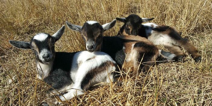 30 Sunbathing Animals That Totally Nailed The Chill Vibe